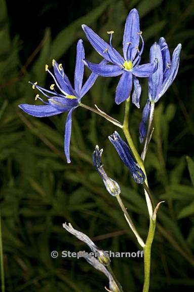 camassia leichtlinii ssp suksdorfii 8 graphic